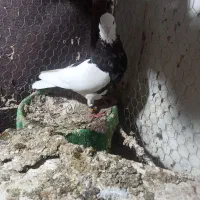 کبوتر|پرنده|آزادشهر, |دیوار