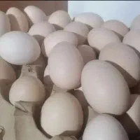 تخم مرغ نطفه دار
