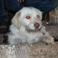 سگ پاکوتا شیتزو