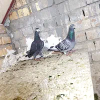 کفتر پلاکی نروماده عراقی