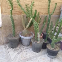 گل کاکتوس