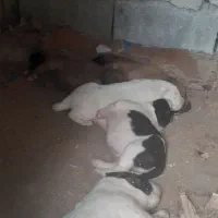 فروش طوله، مادرسرابی پدرآلابای ترکمن