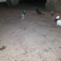 کبوتر