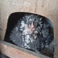 مرغ گلین کرک