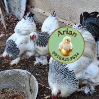 جوجه و تخم مرغ برهما لایت
