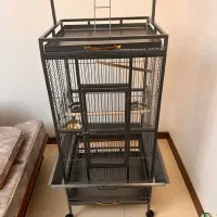 کاسکو|پرنده|شیراز, دلگشا|دیوار