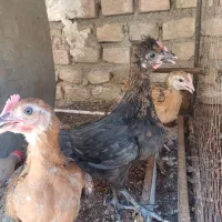 جوجه مرغ