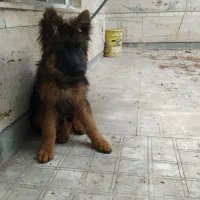 سگ ژرمن