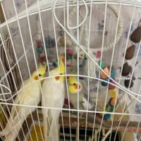 ۲ لوتینو با قفس ۱۸۰۰