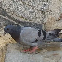 کبوتر
