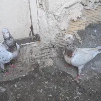 کفتر هفت رنگ جفتگاه