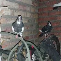 پرنده