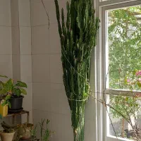 گل کاکتوس افوریبا ۲/۵متری