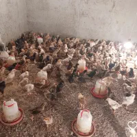 فروش جوجه محلی