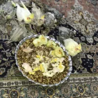 چند جفت عروس هلندی همراه با تخم و جوجه وقفس