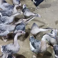 قوغاز آفریقایی