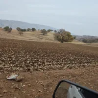 چوپان کارگر دامداری