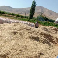 فروش کاه دیم