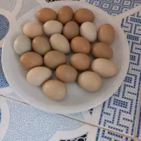 تخم|حیوانات مزرعه|آذرشهر, |دیوار
