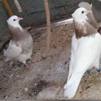 کفتر