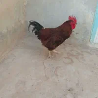 خروس فروشی