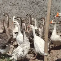 قو غاز