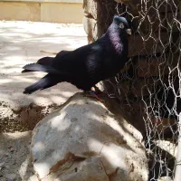 کبوتر زاغ آبادانی