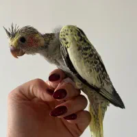 جوجه عروس هلندی یکماهه