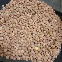 عدس روس کهنه عمده