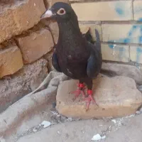 ماده کلاغ استور