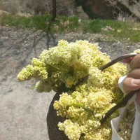 اشپز رایگان  برای تاسوعا