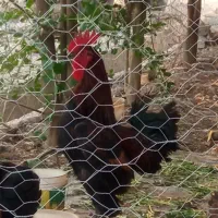 فروش خروس حیکل