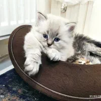 بچه گربه اسکاتیش