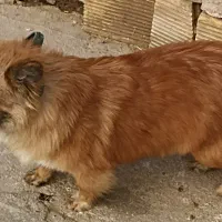 سگ پاکوتاه ماده