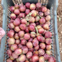 الو کوهی  شکرپاره