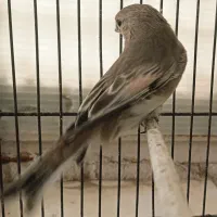 سره خاکی