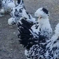 تخم مرغ سلطان