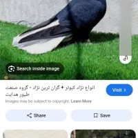 کبوتر نر کاکلی