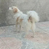 سگ خانگی اشپیتز