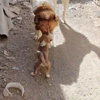 تو له افغان