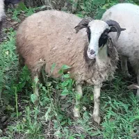 دو عدد گوسفند نر