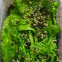 حلزون جوجه