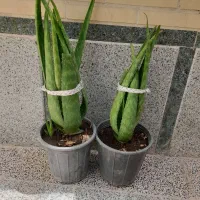 گیاه آلوئه را