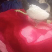 جوجه کفتر سرسینه ولفجر
