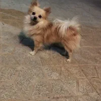 سگ پامر7 ماهه