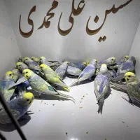 پرورش مرغ عشق رینبو رنگین کمانی تعدادی(شغل دوم)