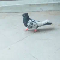 پرنده