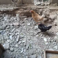 سه عددمرغ تختم گذار