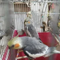 عروس هلندی