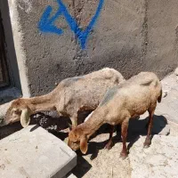 دوعدد گوسفند جوان